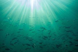 Compost-Based Stormwater Management Practice Reduces Toxicity to Fish