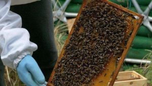 In Belgium, SiltSoxx Find New Use in Beepods
