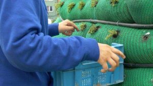In Belgium, SiltSoxx Find New Use in Beepods