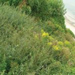 GreenLoxx Non Mse Shore Stabilization Lake Erie Ohio Year