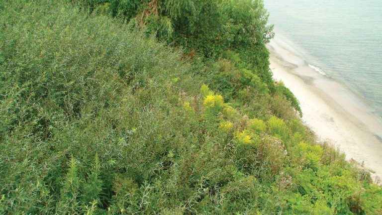 GreenLoxx Non Mse Shore Stabilization Lake Erie Ohio Year
