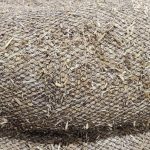 Straw Wattle Close up