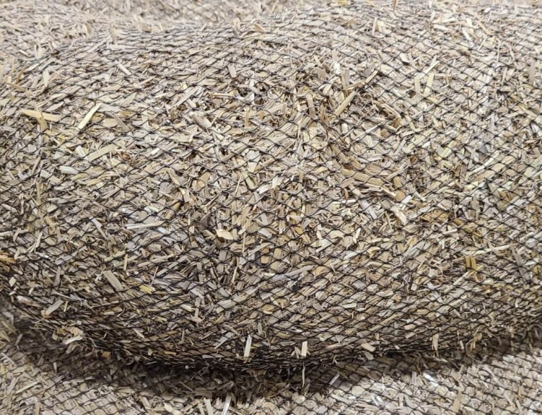 Straw Wattle Close up