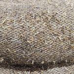 Straw Wattle Close up Pic
