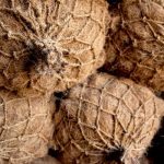 Coir Log