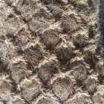 Coir log installed for erosion control