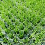 ShoreMax Grass in the Field