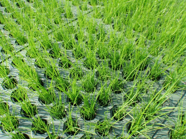 ShoreMax Grass in the Field