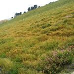 Turf reinforcement mat Canal Quarry